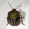 Nezara viridula
